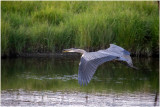 K4225520-Great Blue Heron.jpg