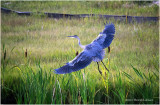 K4225523-Great Blue Heron.jpg