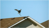 K4225698-Great Blue Heron.jpg