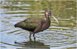 K3306130-White-Faced Ibis-juvenile.jpg