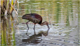 K3306214-White-Faced Ibis-juvenile.jpg