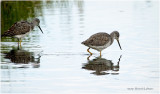 K3306409-Greater Yellowlegs.jpg