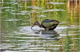 K4226025-Whie-Faced Ibis-juvenile.jpg