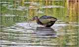 K4226026-White-Faced Ibis-juvenile.jpg
