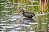 K4226027-White-Faced Ibis-juvenile.jpg