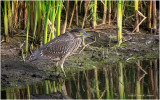 K4225939-Black-Crowned Nigt Heron-juvenile.jpg