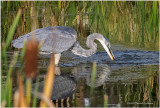 K4226789-Great Blue Heron.jpg