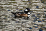 K4226998-Hooded Merganser-male.jpg