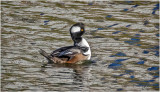 K4226999-Hooded  Merganser-male.jpg