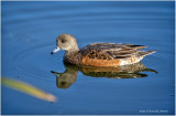 K4227009-Americam Widgeon-female.jpg