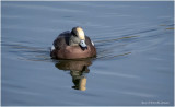 K4227151-American Wigeon.jpg