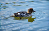 K4227170-Common Goleye-female.jpg