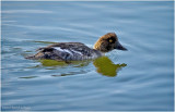 K4227172-Common Goldeye-female.jpg