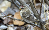 K3309623-Common Redpoll-female.jpg