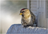 K3309649-Common Redpoll-female.jpg