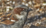 K3309850-House Sparrow-male.jpg