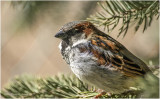 K3309877-House Sparrow-male.jpg