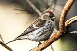 K3309915-Common Redpoll.jpg