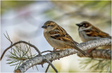 K3309964-House Sparrow-male.jpg