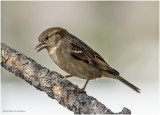K3309968-House Sparrow-female.jpg