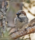 K3309996-House Sparrow-male.jpg