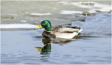 K3310131-Mallard-male.jpg