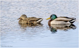 K3310212-Mallard Pair.jpg