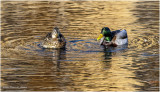 K3310260-Mallard Pair.jpg