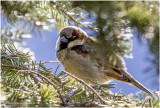K3310408-House Sparrow-male.jpg