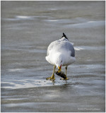 K3310536-Ring-billed Gull.jpg