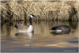 K3310566-Canada Geese.jpg