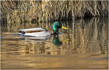 K3310581-Mallard-male.jpg