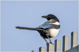 K3310618-Black-billed Magpie.jpg