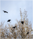 K3310925-American crows.jpg
