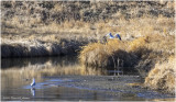 K4227872-Airdrie.jpg