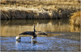 K4227874-Canada Goose.jpg