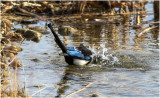 K3311245-Black-billed Magpie.jpg