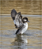 K3311996-Buffledead-female.jpg