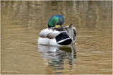 K3312036-Mallard-male.jpg