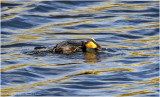 K3312531-Horned Grebe.jpg