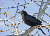 K4228139-American Crow.jpg