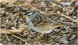 K3312791-White-Crowned Sparrow.jpg