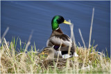 K4228211-Mallard Pair.jpg