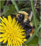 K7002691-Bumble Bee.jpg