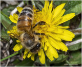 K7002779-Honey Bee.jpg