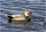 K3313560-Gadwall-male.jpg