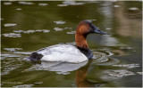 K3313579-Canvasback-male.jpg