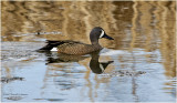 K3313607-Blue-Winged Teal-male.jpg