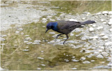 K3313689-Common Grackle-bronced.jpg