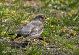K3313751-American Robin.jpg